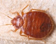 a bed bug in edmonton