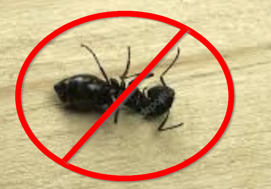 carpenter ant exterminated